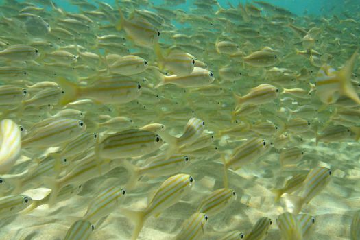 An underwater photo of a shoal of small yellow fish.