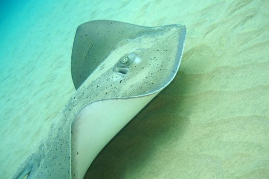 A ray swimming right next to the sand.