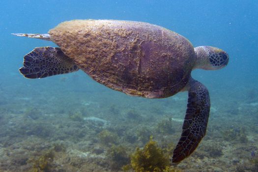 An old sea turtle with algae on its carapace, with quietly swimming.