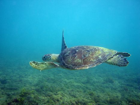 A sea turtle quietly swimming.