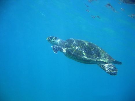 A sea turtle quietly swimming.