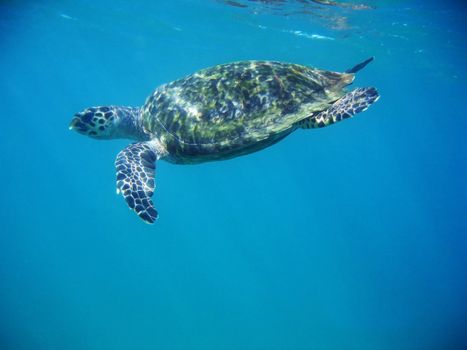 A sea turtle near the surface.