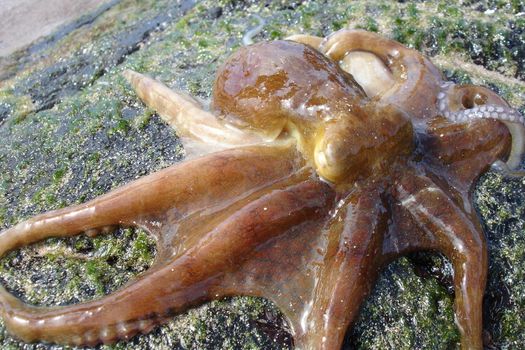 An Octopus, resting on a rock.