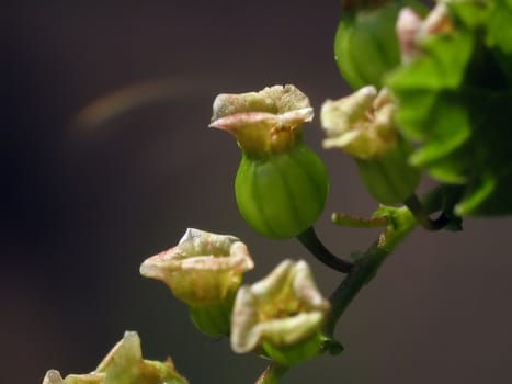 Flowers of gooseberry, macro view