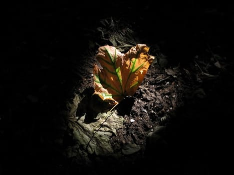 Maple leaf in ray of the light