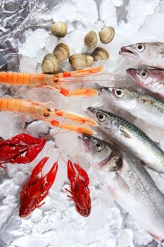 Seabass, mackerel, hake fish, nephrops, crabs and clams seafood