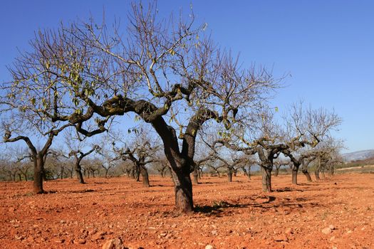 Rainfed agriculture in Spain, Peach tree field in red soil