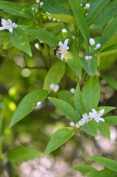 Orange tree flowers during spring pollinated by bee