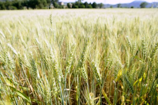 Green wheat field detail with grain spikes