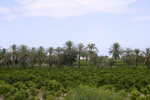 Palm trees in a row in an Mediterranean orange tree field