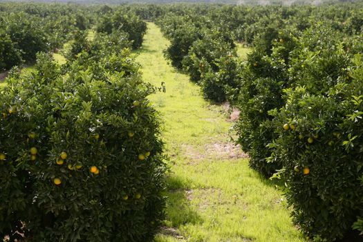 Orange tree field in a row, winter grass on soil