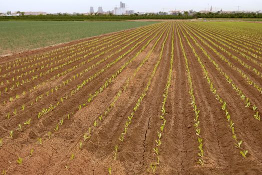Baby lettuce sprouts on a red claiy soil, vegetable outbreaks