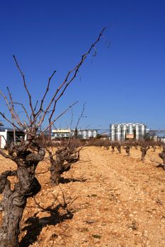 Rows of grapevines in vineyard in Spain, wine factory in background