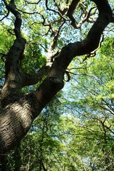 A crooked tree growing in Hainault forest.