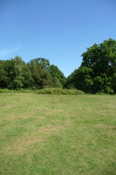 Trees that are growing in Hainault Forest.