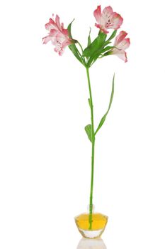perfume bottle and yellow flower on white background