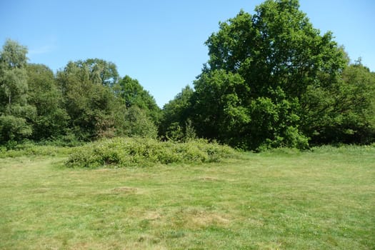 Trees that are growing in Hainault Forest.