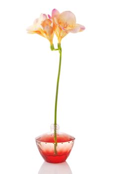 perfume bottle and yellow flower on white background