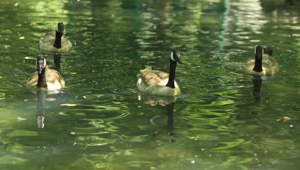 Group of four geese floating in a lake.