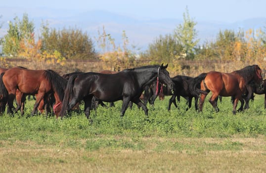 Herd of horses grazing in an autumn field.