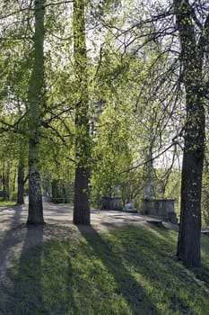 Spring trees in the park