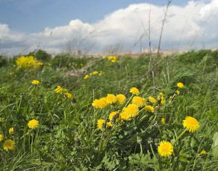 Yellow dandelions and the wind