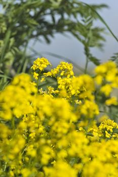 Yellow flowers of Wild turnip close up