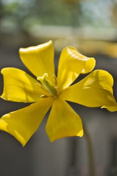 Yellow tulip with pistil and stamens close up