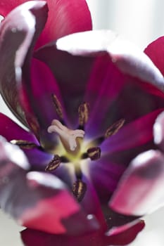 Heart of dark tulip with pistil and stamens close up