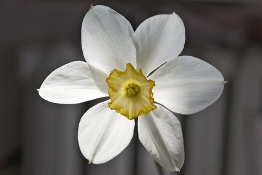 White narcissus with yellow center close up