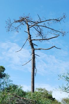 beautiful and naked tree against blue sky background