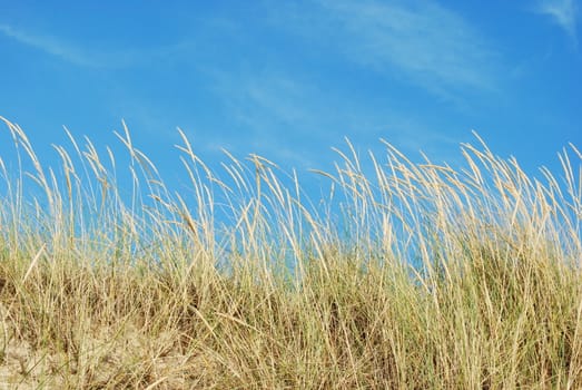 Reed grass with blue sky background