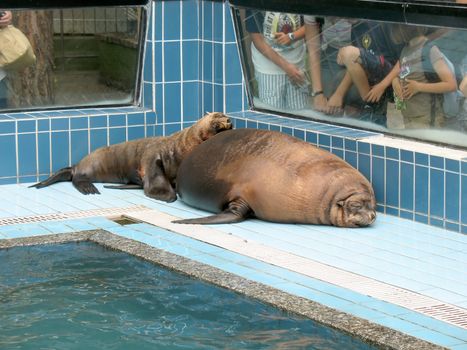 Sea-lions that sunbathe on the edge of the tub in an animal park with visitors