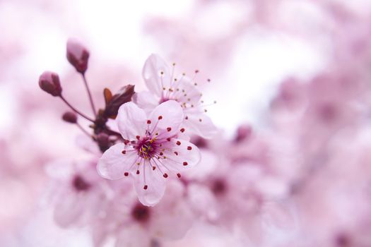 Close up of the blooming branch of the fruit tree.