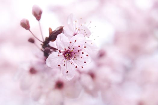 Close up of the blooming branch of the fruit tree.