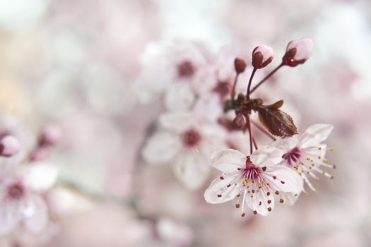 Close up of the blooming branch of the fruit tree.