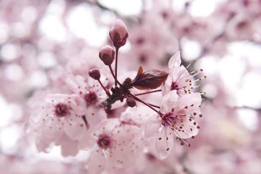 Close up of the blooming branch of the fruit tree.