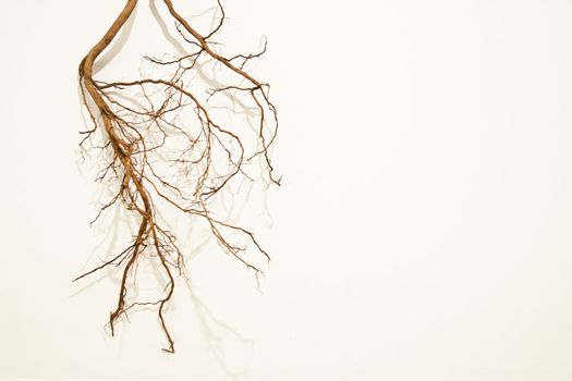 Tree roots isolated on the white background
