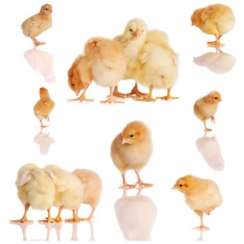 Collage of yellow chicks in various poses