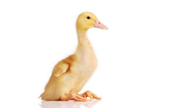 Little duckling sitting or resting, isolated on white
