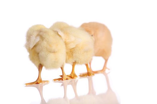 Three yellow chicks standing in a row