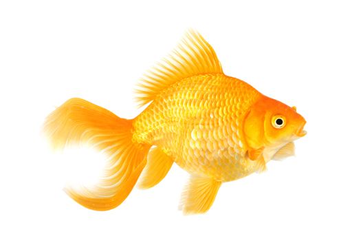 Beautiful fantail goldfish isolated in studio shot