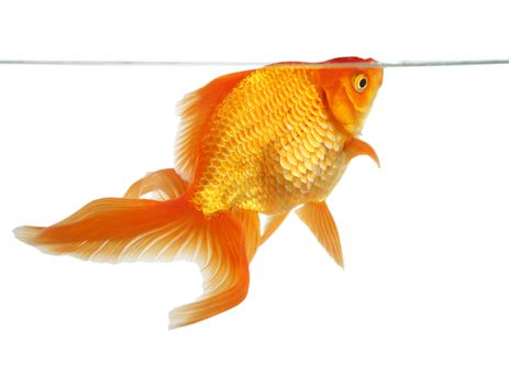 Beautiful fantail goldfish isolated in studio shot