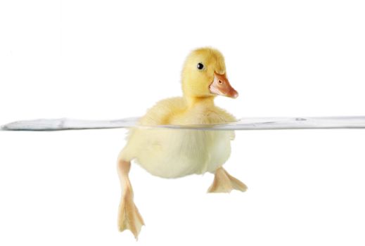 Cute duckling swimming in clear water, front view