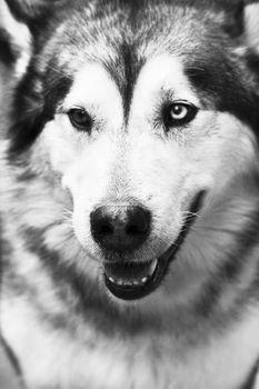 Black and white portrait of the husky dog