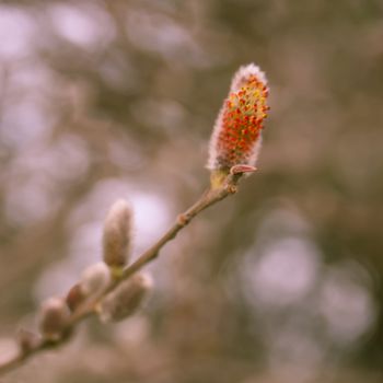 Brunch of blossoming catkin buds in spring