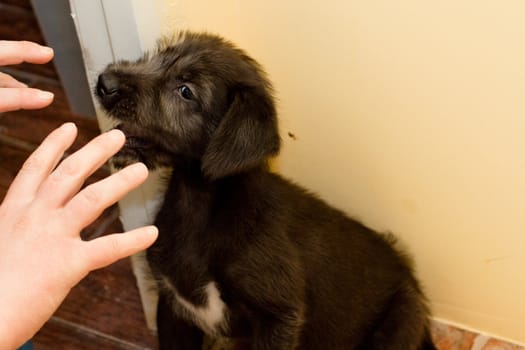 black puppy playing with human armsl  
