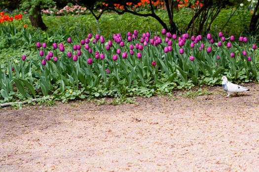 pigeon walking along lilac tulips
