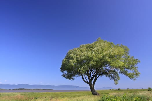 single tree near a river, blue summer sky