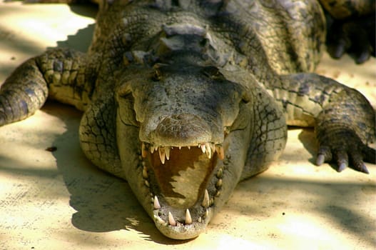 Wide open mouth of friendly crocodile from a zoo